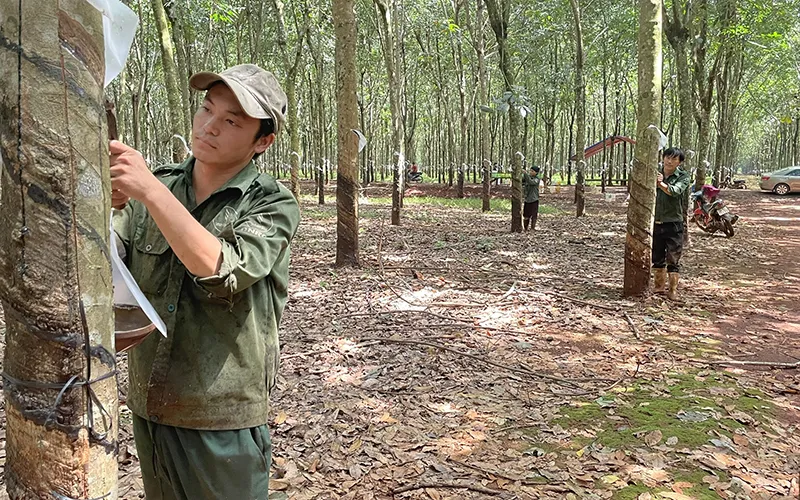 Khai thác mủ cao-su tại Nông trường Cẩm Đường, xã Xuân Đường, huyện Cẩm Mỹ, Đồng Nai