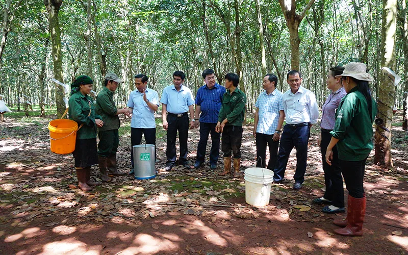 Lãnh đạo Tổng công ty Cao-su Đồng Nai và Nông trường Cẩm Đường thăm hỏi công nhân đang làm việc tại đơn vị. 